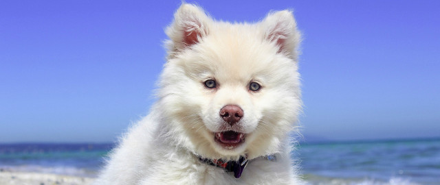 White dog beach ocean blue free wallpaper - medium preview image