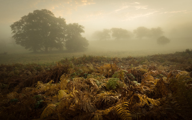 Foggy landscape trees mountain sunset free wallpaper - medium preview image