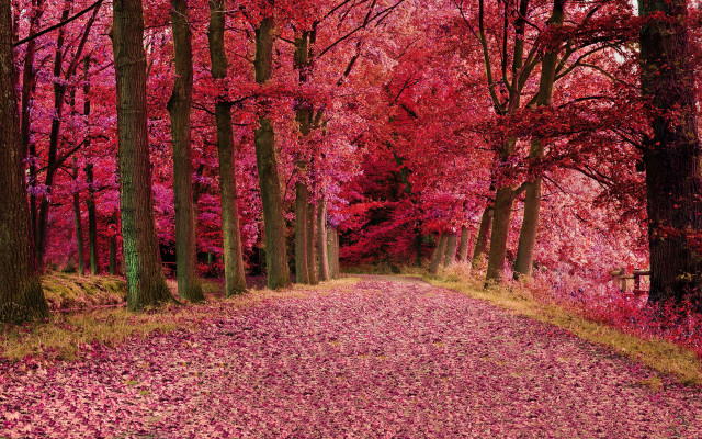 Autumn forest leaves road bare free wallpaper - medium preview image