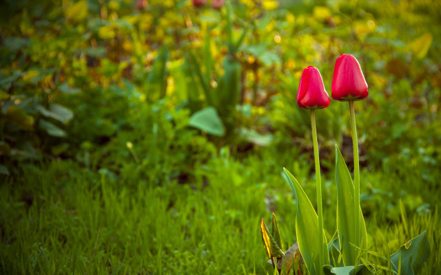 Red flowers grass bushes blurry free wallpaper - medium preview image