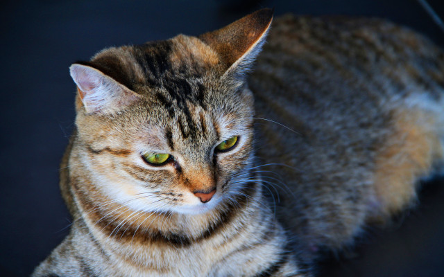 White cat green eyes serious #3 free wallpaper - medium preview image