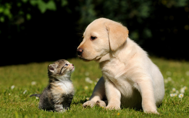 Puppy kitten grass blurry nature free wallpaper - medium preview image