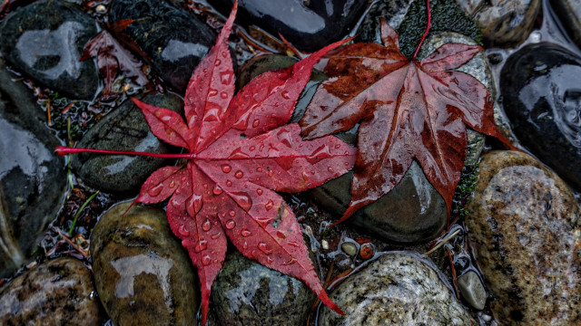 Red leaf rocks water droplets free wallpaper - medium preview image
