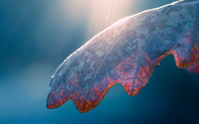 Leaf long thin translucent holography free wallpaper - medium preview image