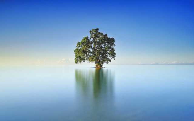 Lone tree water blue sky free wallpaper - medium preview image