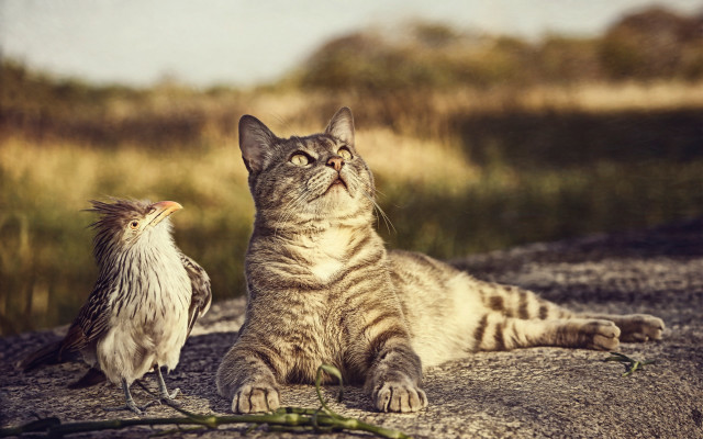 Cat rock bird grass field free wallpaper - medium preview image