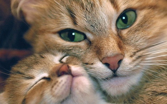 Green eyes cat microscopic closeup free wallpaper - medium preview image