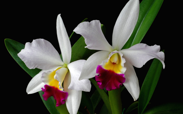 Two white red flowers green free wallpaper - medium preview image
