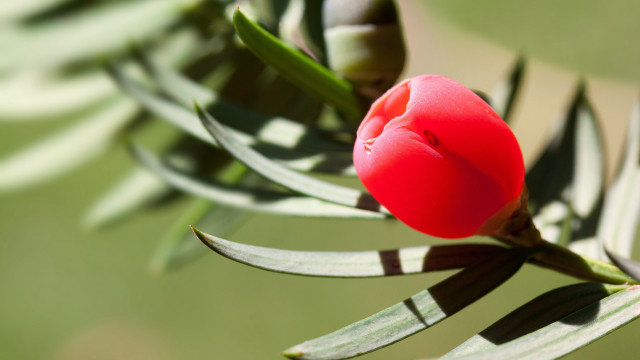 Red flower green stem bokeh #2 free wallpaper - medium preview image