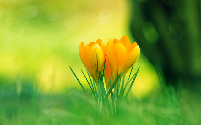 Yellow flowers grass tree green free wallpaper - medium preview image