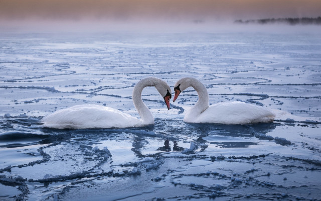 Swans cold lake ice puzzle free wallpaper - medium preview image