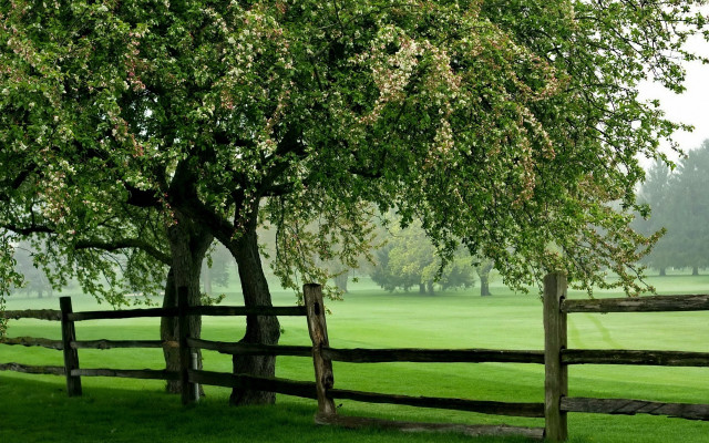 Tree fence field bush nature free wallpaper - medium preview image
