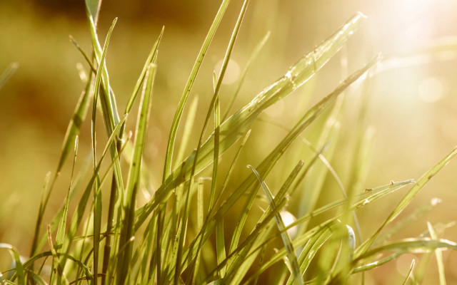 Closeup grass sunshine blurry background free wallpaper - medium preview image