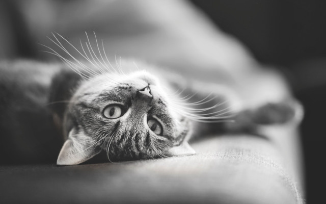 Cat back couch eyes wide free wallpaper - medium preview image