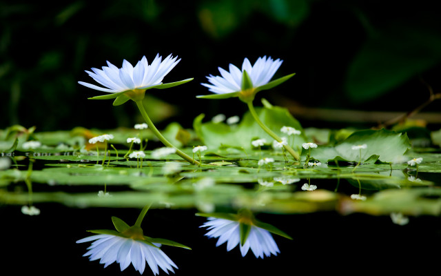 White flowers lake lilies macro free wallpaper - medium preview image