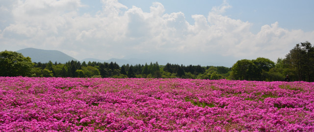 Purple flower field mountains clouds free wallpaper for desktop - medium preview image