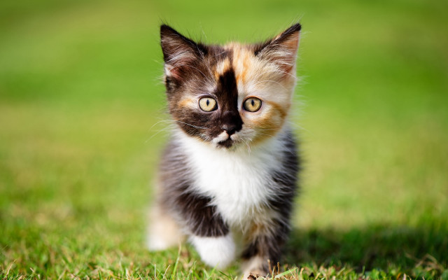 Curious kitten green field impressionism free wallpaper - medium preview image