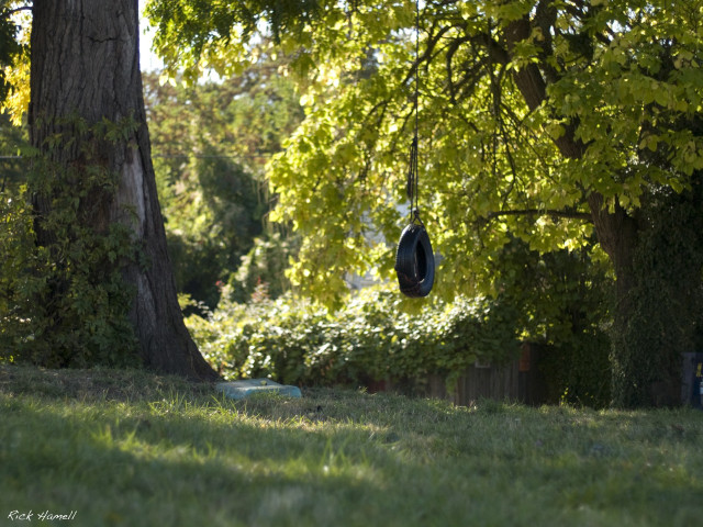 Bird feeder tree park background free wallpaper - medium preview image