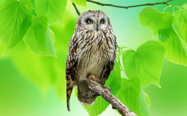 Small owl perched branch green free wallpaper - medium preview image