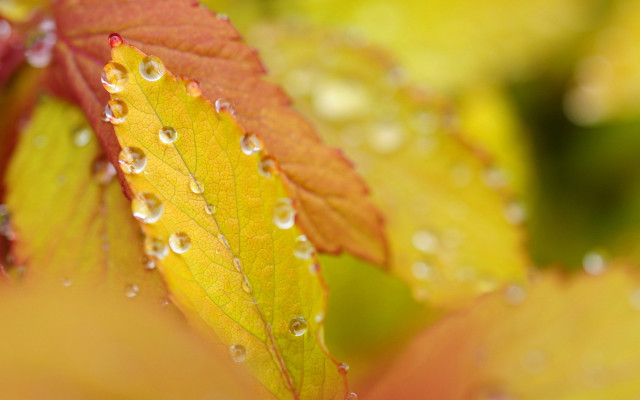 Leaf water droplets yellow red free wallpaper - medium preview image