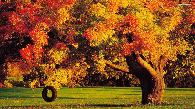 Tire swing tree park fall free wallpaper - medium preview image