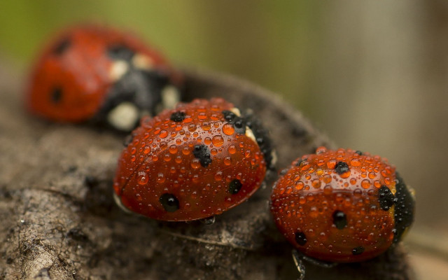 Ladybugs rock water droplets macro free wallpaper - medium preview image