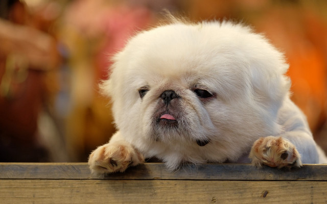 White dog wooden bench camera free wallpaper - medium preview image
