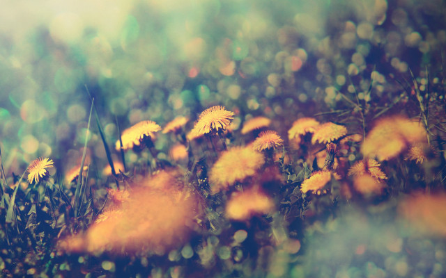 Yellow flowers bokeh autumn sunset free wallpaper - medium preview image