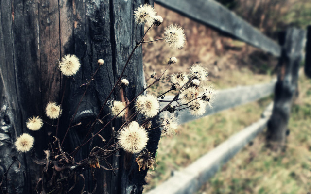 Wooden fence flowers bokeh citylights free wallpaper - medium preview image