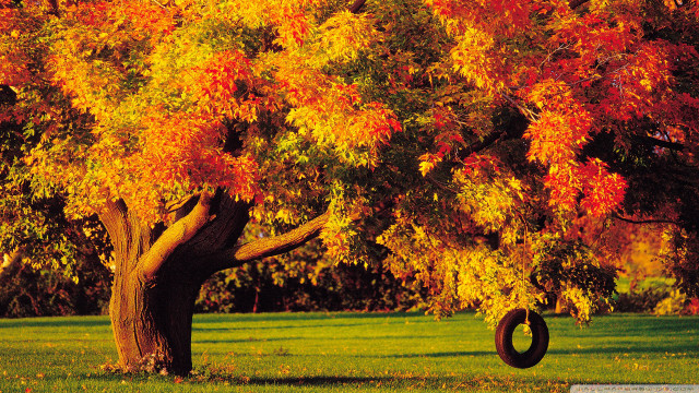 Tire swing autumn tree fire free wallpaper - medium preview image