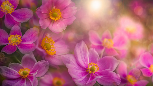 Pink flowers blurry background macro #2 free wallpaper - medium preview image