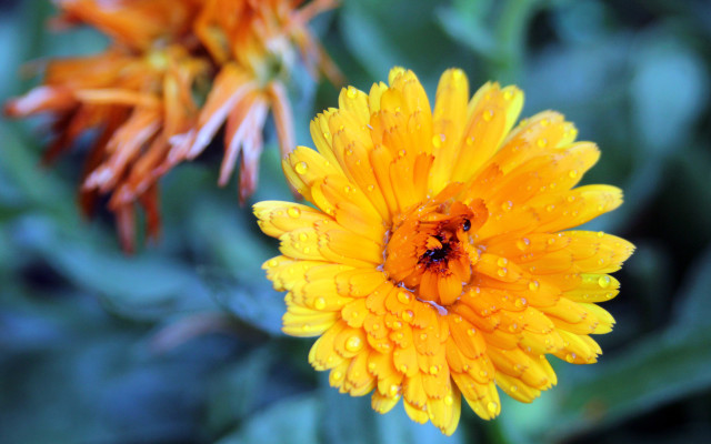 Yellow flower water droplets bokeh #3 free wallpaper - medium preview image