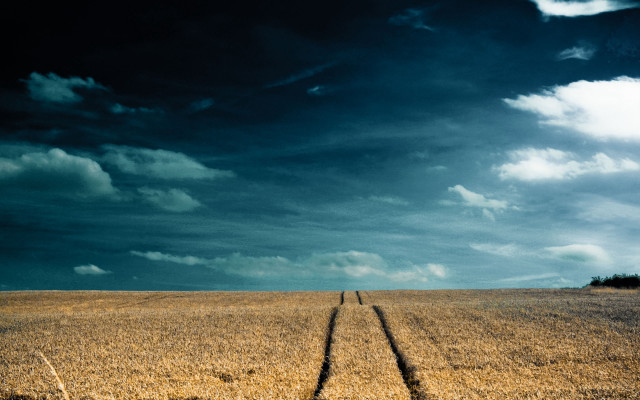 Lone tree field clouds night free wallpaper - medium preview image