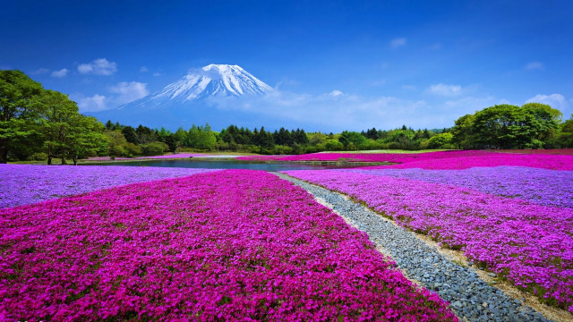 Flower field mountain river path #2 free wallpaper - medium preview image