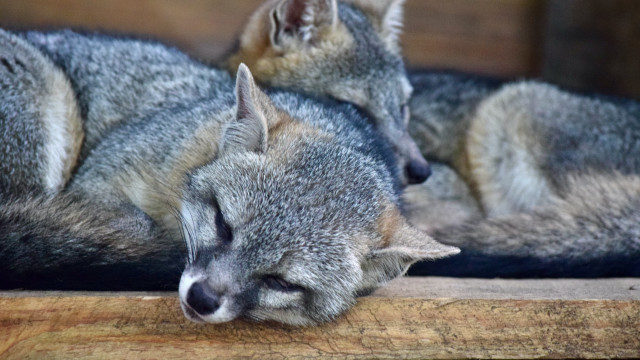 Gray cats sleeping wooden surface free wallpaper - medium preview image