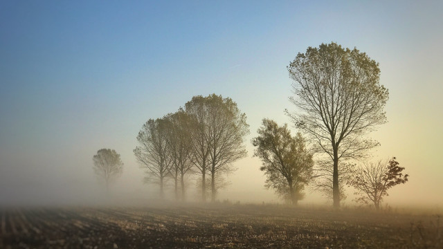 Foggy field trees volumetric fog free wallpaper - medium preview image