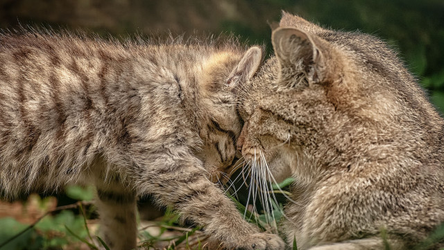 Cats playing grass biting each free wallpaper - medium preview image