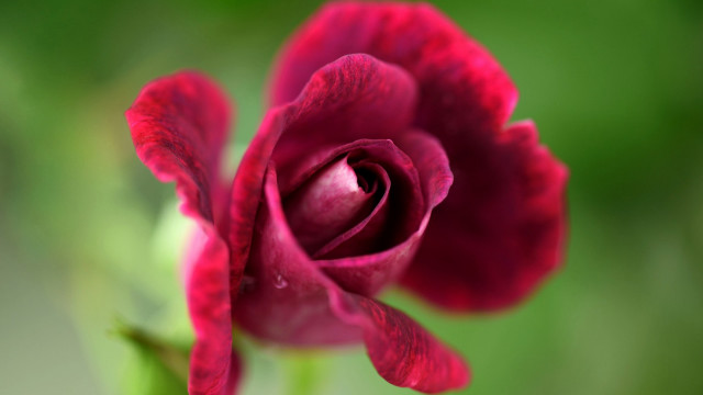 Red rose green background blurry free wallpaper - medium preview image
