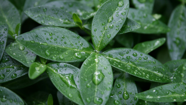 Green plant water droplets macro free wallpaper - medium preview image
