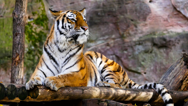 Tiger log zoo enclosure nature free wallpaper - medium preview image