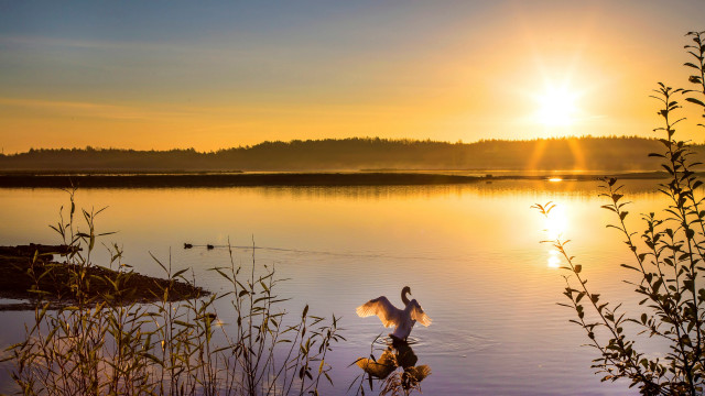 Bird lake sunset reflection mountain free wallpaper - medium preview image