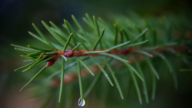 Pine water drop needles blurry free wallpaper - medium preview image
