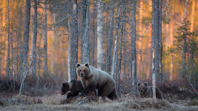 Bear cubs forest sunset autumn free wallpaper - medium preview image