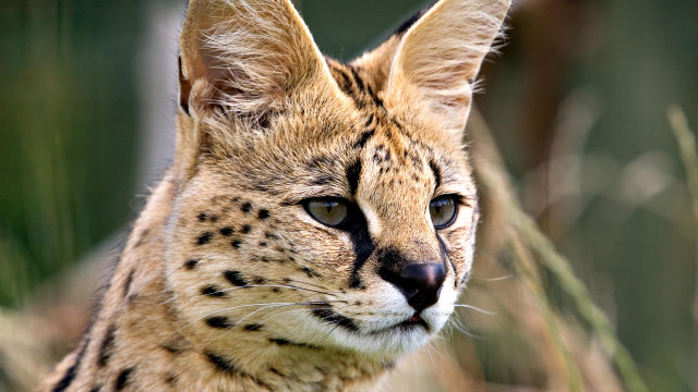 Cat portrait furry realistic blurry free wallpaper - medium preview image
