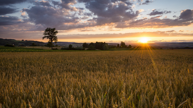 Wheat field sunset lone tree free wallpaper - medium preview image