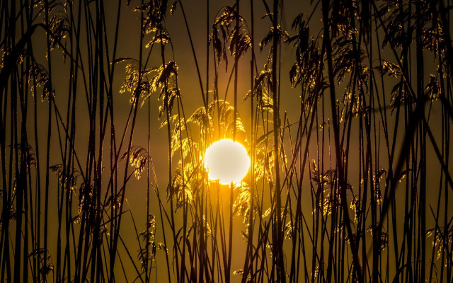 Sunshine tallgrass eveningsky backlight fireworks free wallpaper - medium preview image