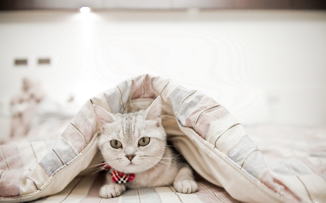 Cat blanket plaid red bowtie free wallpaper - medium preview image
