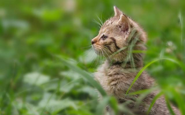Kitten grass blurry bokeh impressionism free wallpaper - medium preview image