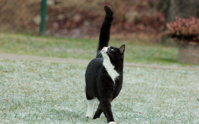 Black and white cat playing free wallpaper - medium preview image