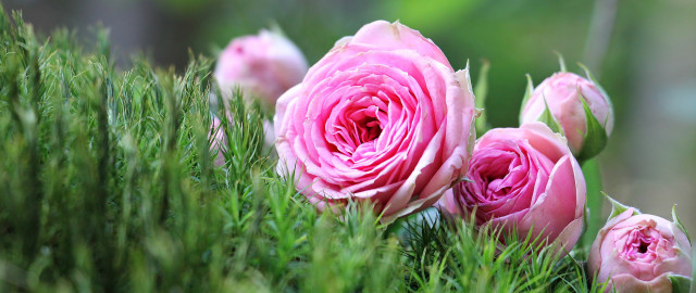 Pink roses green field bush free wallpaper - medium preview image